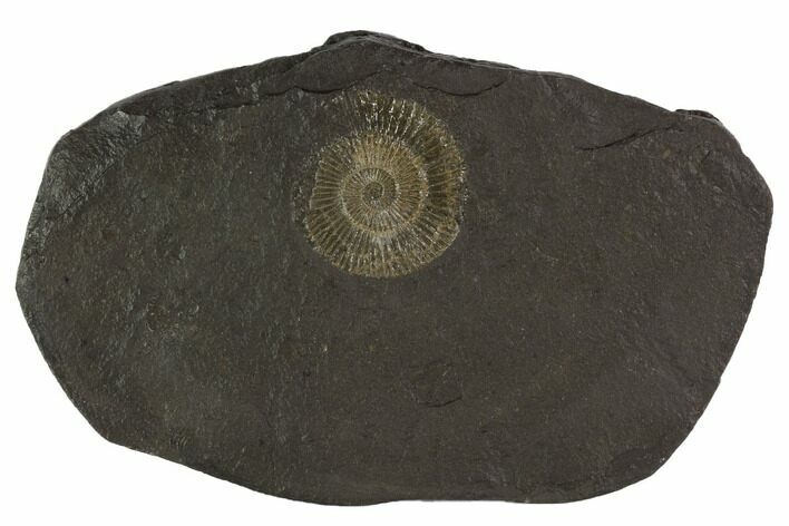 Dactylioceras Ammonite Fossil - Posidonia Shale, Germany #100274